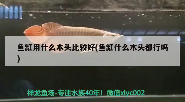 魚缸用什么木頭比較好(魚缸什么木頭都行嗎) 黃金達(dá)摩魚