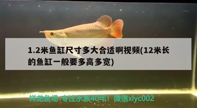 1.2米魚缸尺寸多大合適啊視頻(12米長(zhǎng)的魚缸一般要多高多寬) 水族雜談