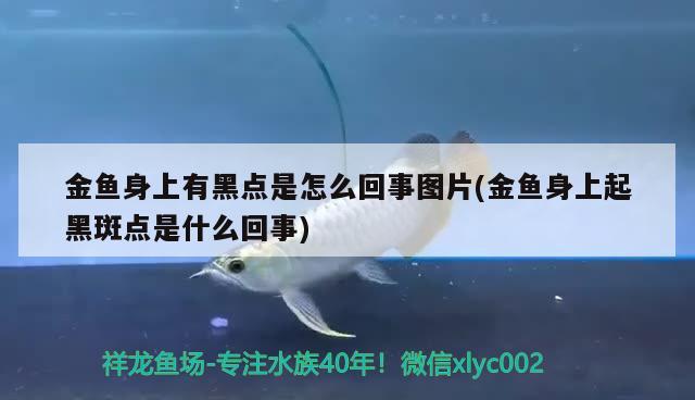 金魚身上有黑點是怎么回事圖片(金魚身上起黑斑點是什么回事) 觀賞魚