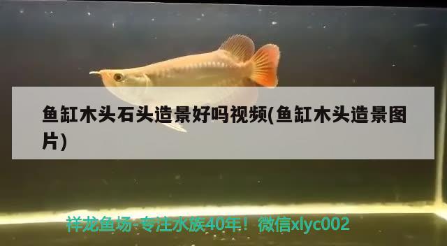 魚(yú)缸木頭石頭造景好嗎視頻(魚(yú)缸木頭造景圖片)