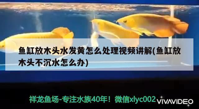 魚缸放木頭水發(fā)黃怎么處理視頻講解(魚缸放木頭不沉水怎么辦) 粗線銀版魚苗