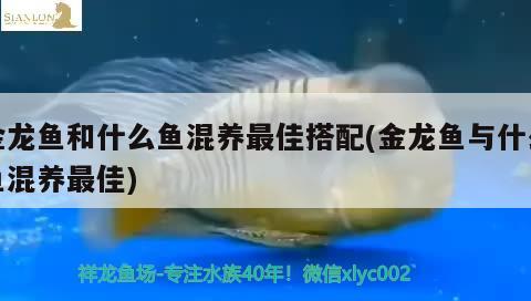 金龍魚和什么魚混養(yǎng)最佳搭配(金龍魚與什么魚混養(yǎng)最佳)