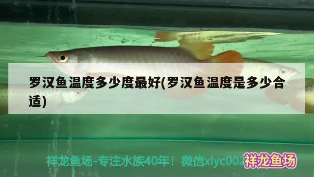 羅漢魚溫度多少度最好(羅漢魚溫度是多少合適)