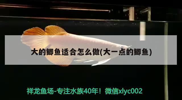 大的鯽魚適合怎么做(大一點(diǎn)的鯽魚) 觀賞魚