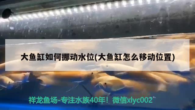 大魚缸如何挪動(dòng)水位(大魚缸怎么移動(dòng)位置) 鸚鵡魚