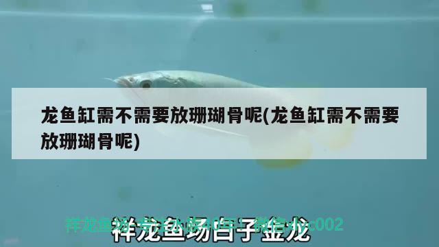 龍魚缸需不需要放珊瑚骨呢(龍魚缸需不需要放珊瑚骨呢) 九鼎魚缸