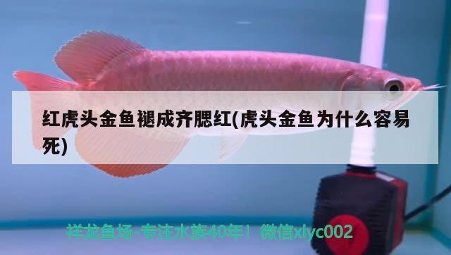 紅虎頭金魚褪成齊腮紅(虎頭金魚為什么容易死) 觀賞魚