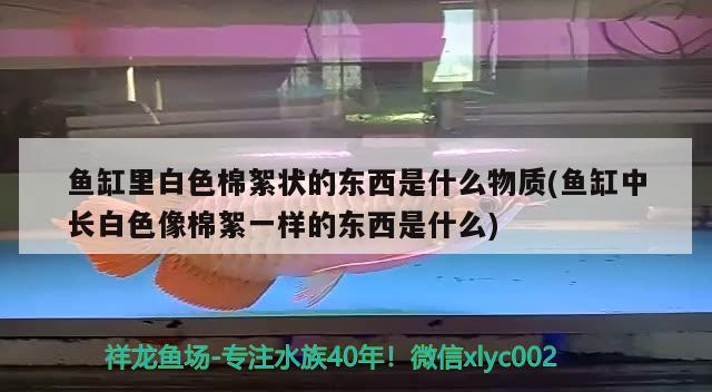 魚缸里白色棉絮狀的東西是什么物質(zhì)(魚缸中長白色像棉絮一樣的東西是什么) 藍(lán)底過背金龍魚