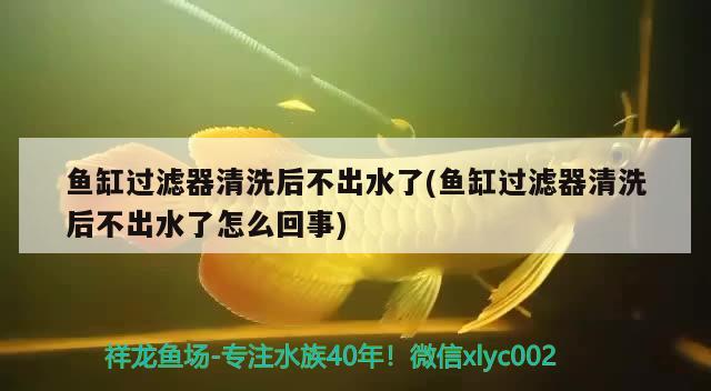 魚缸過濾器清洗后不出水了(魚缸過濾器清洗后不出水了怎么回事) 赤焰中國虎魚