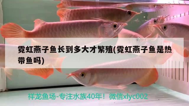 霓虹燕子魚長(zhǎng)到多大才繁殖(霓虹燕子魚是熱帶魚嗎)