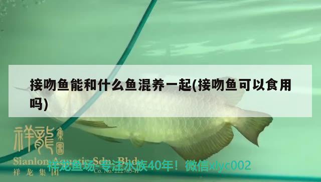 接吻魚(yú)能和什么魚(yú)混養(yǎng)一起(接吻魚(yú)可以食用嗎)