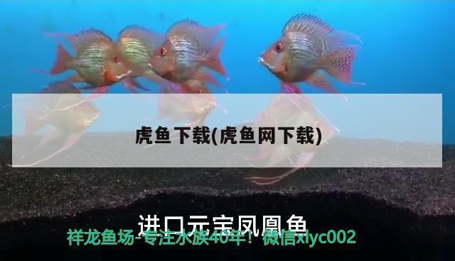 虎魚(yú)下載(虎魚(yú)網(wǎng)下載)