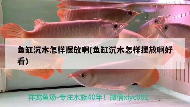 魚缸沉木怎樣擺放啊(魚缸沉木怎樣擺放啊好看)