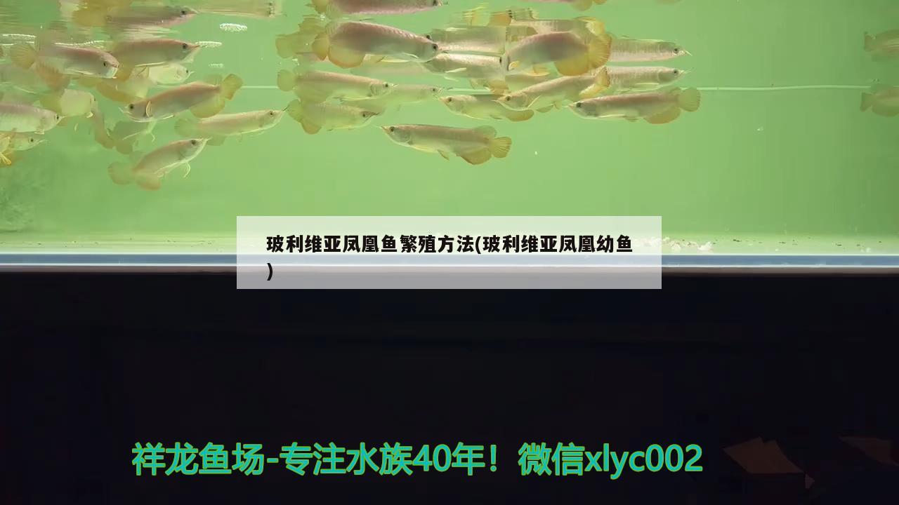 玻利維亞鳳凰魚繁殖方法(玻利維亞鳳凰幼魚) 觀賞魚