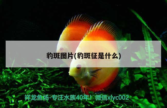 豹斑圖片(豹斑征是什么) 觀(guān)賞魚(yú)