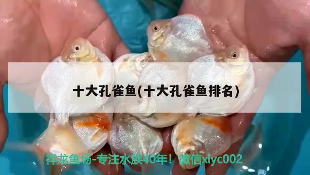 十大孔雀魚(十大孔雀魚排名)