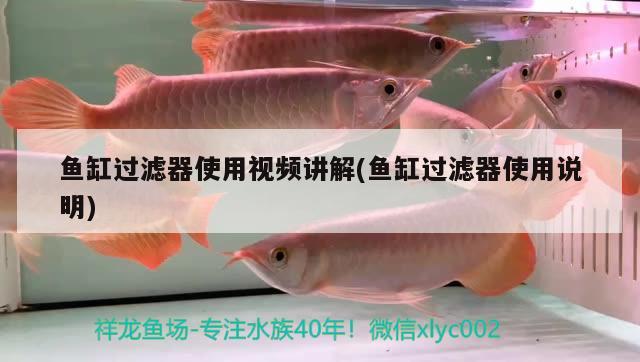 魚缸過濾器使用視頻講解(魚缸過濾器使用說明)