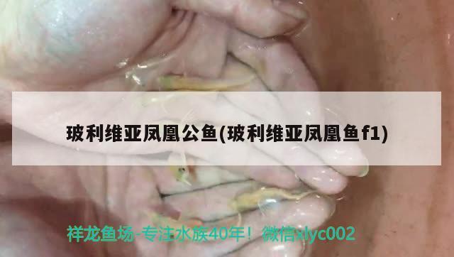 玻利維亞鳳凰公魚(玻利維亞鳳凰魚f1) 觀賞魚