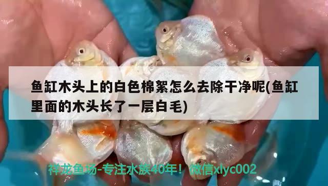 魚缸木頭上的白色棉絮怎么去除干凈呢(魚缸里面的木頭長了一層白毛) 魚缸百科