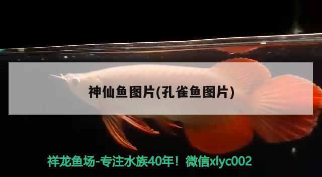 神仙魚(yú)圖片(孔雀魚(yú)圖片) 觀賞魚(yú) 第1張