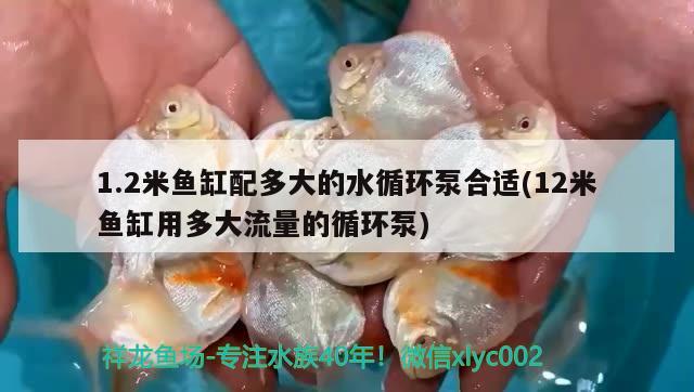 1.2米魚缸配多大的水循環(huán)泵合適(12米魚缸用多大流量的循環(huán)泵) 白子黑帝王魟魚