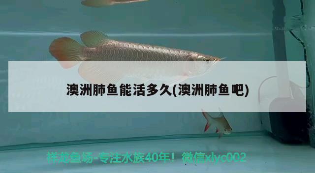 澳洲肺魚能活多久(澳洲肺魚吧)