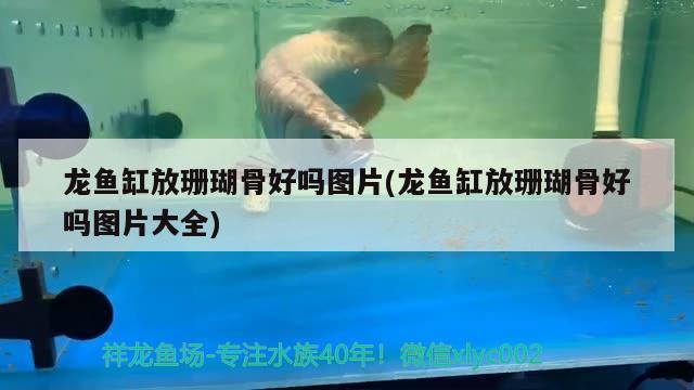 龍魚缸放珊瑚骨好嗎圖片(龍魚缸放珊瑚骨好嗎圖片大全)