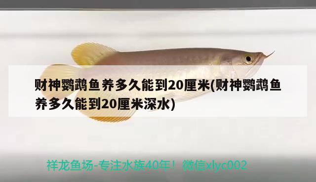 財神鸚鵡魚養(yǎng)多久能到20厘米(財神鸚鵡魚養(yǎng)多久能到20厘米深水)