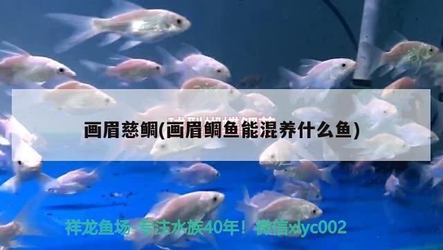 畫眉慈鯛(畫眉鯛魚能混養(yǎng)什么魚) 觀賞魚