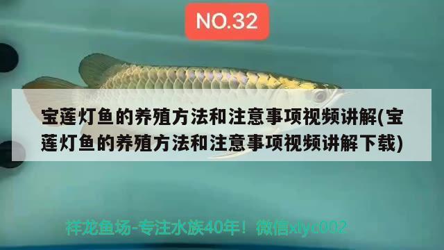 寶蓮燈魚的養(yǎng)殖方法和注意事項視頻講解(寶蓮燈魚的養(yǎng)殖方法和注意事項視頻講解下載) 觀賞魚