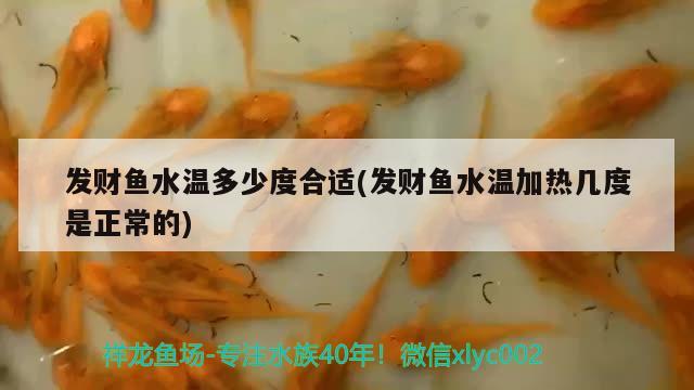 發(fā)財(cái)魚水溫多少度合適(發(fā)財(cái)魚水溫加熱幾度是正常的) 觀賞魚