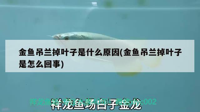 金魚(yú)吊蘭掉葉子是什么原因(金魚(yú)吊蘭掉葉子是怎么回事)