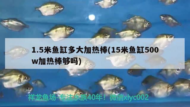 1.5米魚缸多大加熱棒(15米魚缸500w加熱棒夠嗎) 奈及利亞紅圓點(diǎn)狗頭