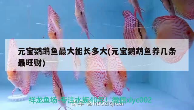 元寶鸚鵡魚最大能長多大(元寶鸚鵡魚養(yǎng)幾條最旺財)