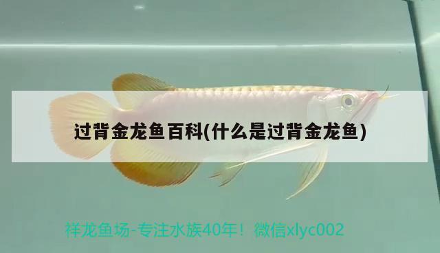 過背金龍魚百科(什么是過背金龍魚) 過背金龍魚