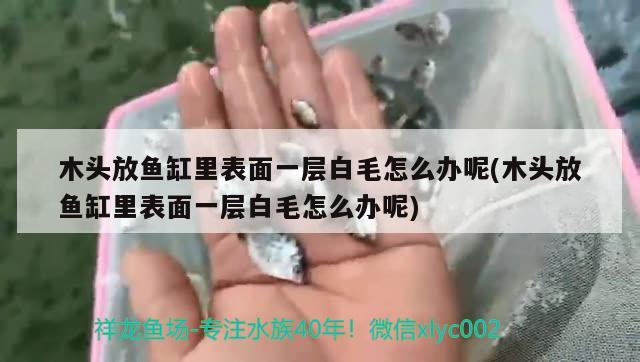 木頭放魚缸里表面一層白毛怎么辦呢(木頭放魚缸里表面一層白毛怎么辦呢) 過背金龍魚