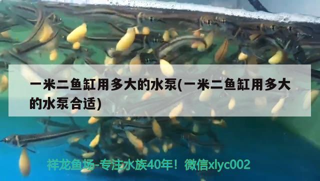 一米二魚(yú)缸用多大的水泵(一米二魚(yú)缸用多大的水泵合適) 龍魚(yú)批發(fā) 第1張