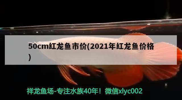 50cm紅龍魚市價(jià)(2021年紅龍魚價(jià)格)