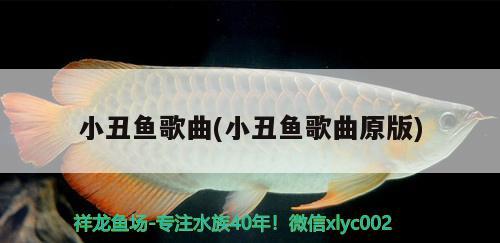 小丑魚歌曲(小丑魚歌曲原版) 海水魚