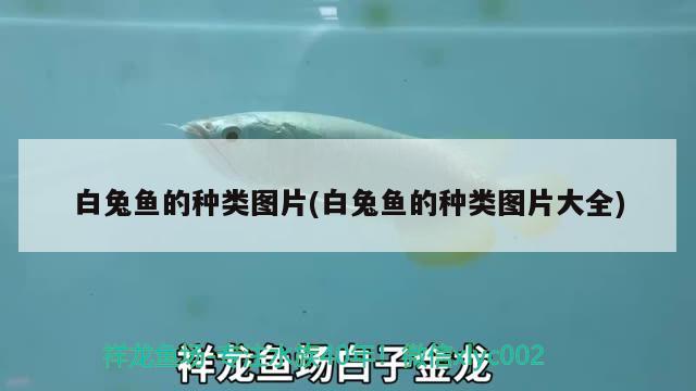 白兔魚的種類圖片(白兔魚的種類圖片大全) 觀賞魚