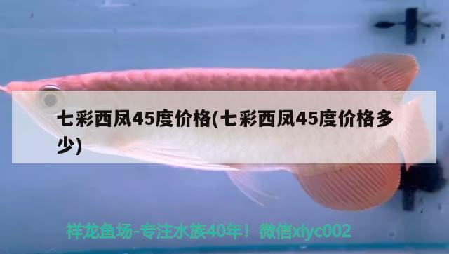 七彩西鳳45度價格(七彩西鳳45度價格多少) 觀賞魚