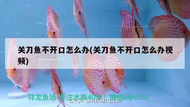 關(guān)刀魚不開口怎么辦(關(guān)刀魚不開口怎么辦視頻) 觀賞魚