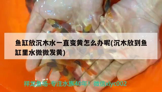 魚缸放沉木水一直變黃怎么辦呢(沉木放到魚缸里水微微發(fā)黃)