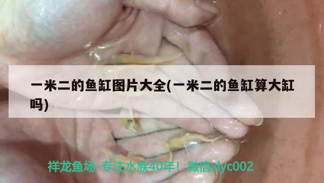 一米二的魚缸圖片大全(一米二的魚缸算大缸嗎)