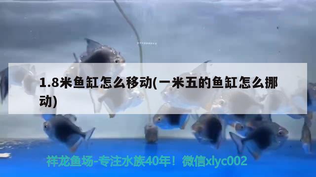 1.8米魚缸怎么移動(一米五的魚缸怎么挪動)