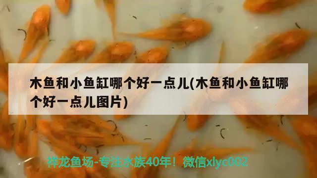 木魚和小魚缸哪個好一點兒(木魚和小魚缸哪個好一點兒圖片) 紅龍專用魚糧飼料