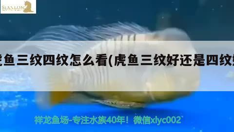 虎魚三紋四紋怎么看(虎魚三紋好還是四紋好)