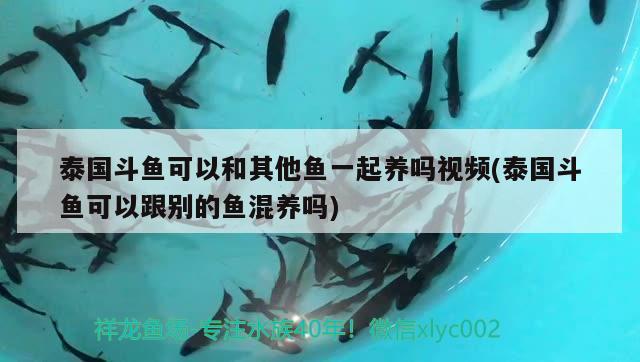 泰國斗魚可以和其他魚一起養(yǎng)嗎視頻(泰國斗魚可以跟別的魚混養(yǎng)嗎)