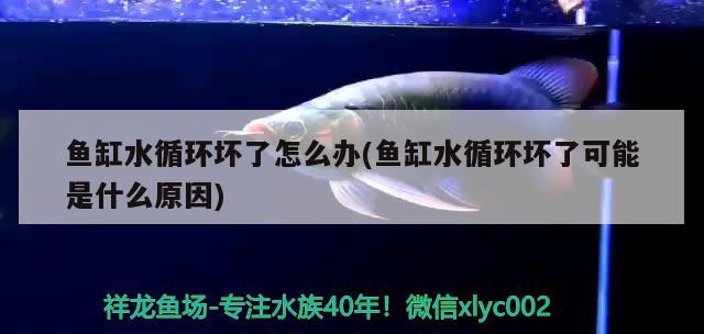 魚缸水循環(huán)壞了怎么辦(魚缸水循環(huán)壞了可能是什么原因) 泰國(guó)虎魚（泰虎）