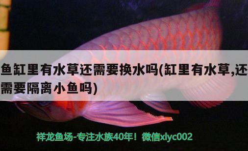 魚(yú)缸里有水草還需要換水嗎(缸里有水草,還需要隔離小魚(yú)嗎)